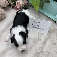 Mazy Boy-1 Non-Shedding, a male Havanese for sale in Corryton, TN – Photo 3 of 4