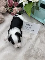 Mazy Boy-1 Non-Shedding, a male Havanese for sale in Corryton, TN – Photo 3 of 4