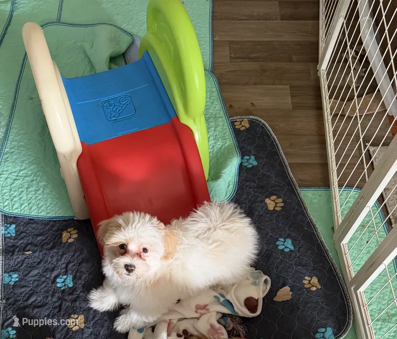 White and Red Boy Non-Shedding – Havanese puppy for sale in Corryton, TN