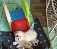White and Red Boy Non-Shedding, a male Havanese for sale in Corryton, TN – 1 of 4