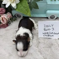 Dolly Boy-3 White/Tricolor Eyebrows, a male Havanese for sale in Corryton, TN – Photo 4 of 4