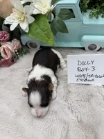 Dolly Boy-3 White/Tricolor Eyebrows, a male Havanese for sale in Corryton, TN – Photo 4 of 4