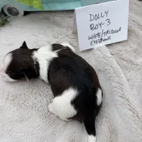 Dolly Boy-3 White/Tricolor Eyebrows, a male Havanese for sale in Corryton, TN – Photo 1 of 4