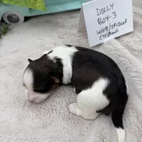 Dolly Boy-3 White/Tricolor Eyebrows, a male Havanese for sale in Corryton, TN – Photo 2 of 4