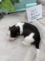 Dolly Boy-3 White/Tricolor Eyebrows, a male Havanese for sale in Corryton, TN – Photo 2 of 4