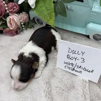 Dolly Boy-3 White/Tricolor Eyebrows, a male Havanese for sale in Corryton, TN – Photo 3 of 4