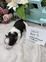 Dolly Boy-3 White/Tricolor Eyebrows, a male Havanese for sale in Corryton, TN – Photo 3 of 4