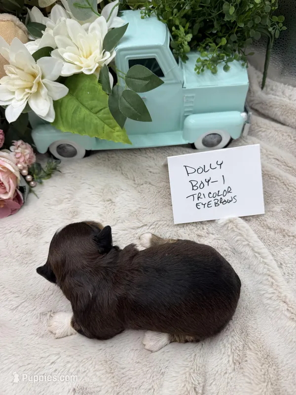 Dolly Boy-1 Tricolor Eyebrows, a male Havanese for sale in Corryton, TN – Photo 1 of 4