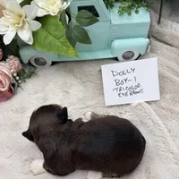 Dolly Boy-1 Tricolor Eyebrows, a male Havanese for sale in Corryton, TN – Photo 1 of 4