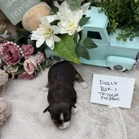 Dolly Boy-1 Tricolor Eyebrows, a male Havanese for sale in Corryton, TN – Photo 4 of 4