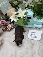 Dolly Boy-1 Tricolor Eyebrows, a male Havanese for sale in Corryton, TN – Photo 4 of 4