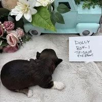 Dolly Boy-1 Tricolor Eyebrows, a male Havanese for sale in Corryton, TN – Photo 3 of 4