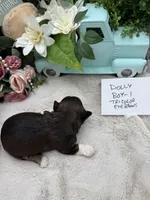 Dolly Boy-1 Tricolor Eyebrows, a male Havanese for sale in Corryton, TN – Photo 3 of 4