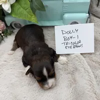 Dolly Boy-1 Tricolor Eyebrows, a male Havanese for sale in Corryton, TN – Photo 2 of 4