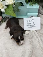 Dolly Boy-1 Tricolor Eyebrows, a male Havanese for sale in Corryton, TN – Photo 2 of 4