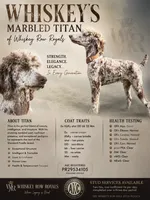 Moz, a male Poodle - Multi-Colored Standard for sale in Prescott, AZ – 2 of 3