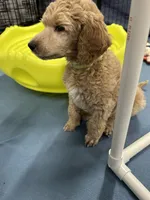 Sterling-Green collar male, a male Poodle - Standard  for sale in Prescott, AZ – 4 of 7