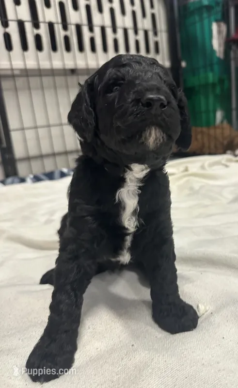 Onyx-White collar male – Poodle - Standard  puppy for sale in Prescott, AZ