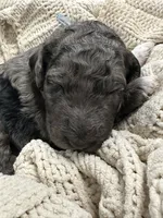 Jasper-Blue collar male, a male Poodle - Multi-Colored Standard for sale in Prescott, AZ – 2 of 8
