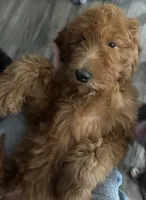Bisbee F1B, a female Goldendoodle for sale in Prescott, AZ – 3 of 9