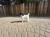 Cruella , a female Poodle - Multi-Colored Standard and Poodle - Standard  for sale in Prescott, AZ – Photo 7 of 8