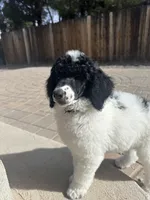 Cruella , a female Poodle - Multi-Colored Standard and Poodle - Standard  for sale in Prescott, AZ – Photo 2 of 8