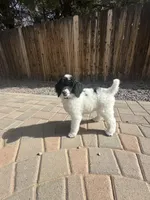 Cruella , a female Poodle - Multi-Colored Standard and Poodle - Standard  for sale in Prescott, AZ – Photo 3 of 8