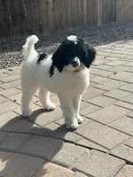 Cruella , a female Poodle - Multi-Colored Standard and Poodle - Standard  for sale in Prescott, AZ – Photo 1 of 8