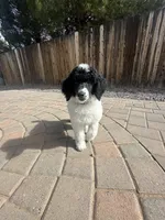 Cruella , a female Poodle - Multi-Colored Standard and Poodle - Standard  for sale in Prescott, AZ – Photo 5 of 8