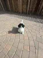 Cruella , a female Poodle - Multi-Colored Standard and Poodle - Standard  for sale in Prescott, AZ – Photo 4 of 8