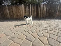 Cruella , a female Poodle - Multi-Colored Standard and Poodle - Standard  for sale in Prescott, AZ – Photo 8 of 8