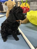 Flint-Orange collar male, a male Poodle - Standard  for sale in Prescott, AZ – 6 of 10