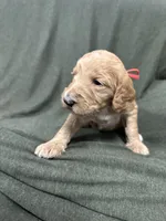 Aquata F1B Goldendoodle , a female Goldendoodle for sale in Prescott, AZ – 3 of 8