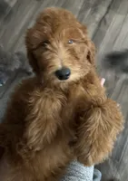 Bisbee F1B, a female Goldendoodle for sale in Prescott, AZ – 7 of 9