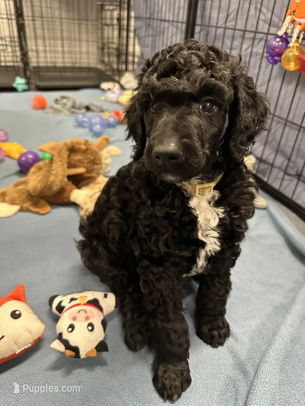 Onyx-White collar male – Poodle - Standard  puppy for sale in Prescott, AZ