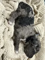 Jasper-Blue collar male, a male Poodle - Multi-Colored Standard for sale in Prescott, AZ – 3 of 8