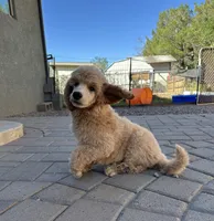Sterling-Green collar male, a male Poodle - Standard  for sale in Prescott, AZ – 2 of 7