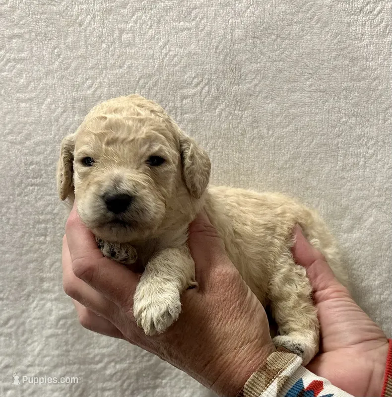 RYE-Blue collar male – Poodle - Standard  puppy for sale in Prescott, AZ