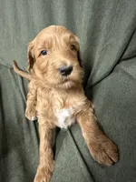 Athena F1B Goldendoodle , a female Goldendoodle for sale in Prescott, AZ – 4 of 8