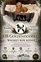 Ariel F1B Goldendoodle , a female Goldendoodle for sale in Prescott, AZ – 4 of 8
