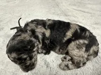 MASH-Black collar male, a male Poodle - Multi-Colored Standard for sale in Prescott, AZ – 1 of 4