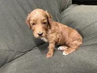Athena F1B Goldendoodle , a female Goldendoodle for sale in Prescott, AZ – 3 of 8