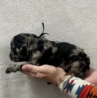 MASH-Black collar male, a male Poodle - Multi-Colored Standard for sale in Prescott, AZ – 3 of 4