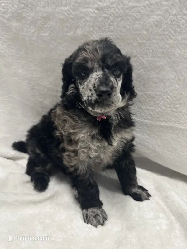 SHERRY-Pink collar female – Poodle - Multi-Colored Standard puppy for sale in Prescott, AZ