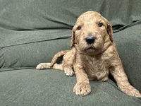 Ursula F1B Goldendoodle, a female Goldendoodle for sale in Prescott, AZ – 3 of 3