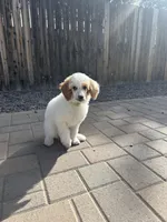Dottie , a female Poodle - Multi-Colored Standard and Poodle - Standard  for sale in Prescott, AZ – Photo 5 of 7
