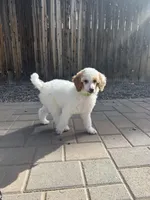 Dottie , a female Poodle - Multi-Colored Standard and Poodle - Standard  for sale in Prescott, AZ – Photo 6 of 7