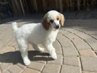 Dottie , a female Poodle - Multi-Colored Standard and Poodle - Standard  for sale in Prescott, AZ – Photo 3 of 7