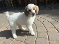 Dottie , a female Poodle - Multi-Colored Standard and Poodle - Standard  for sale in Prescott, AZ – Photo 4 of 7