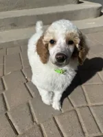 Dottie , a female Poodle - Multi-Colored Standard and Poodle - Standard  for sale in Prescott, AZ – Photo 2 of 7